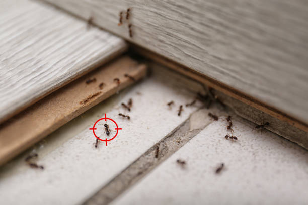 Best Cockroach Control Services  in Deerfield, IL