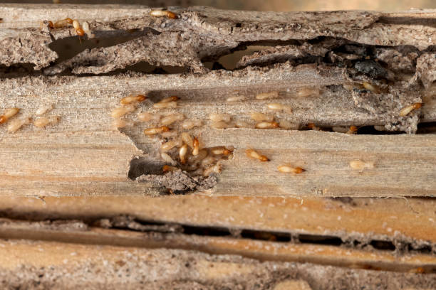 Trusted Deerfield, IL Pest Control Experts