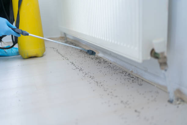 Best Local Pest Control Services  in Deerfield, IL